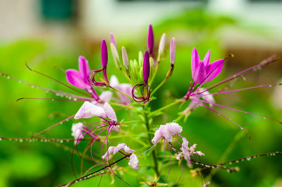 Close-up of pink flowering plant