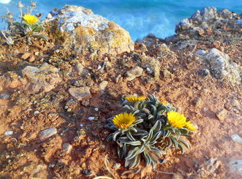 Close-up of yellow flowers on rock by sea