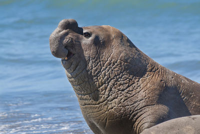 Close-up of elephant