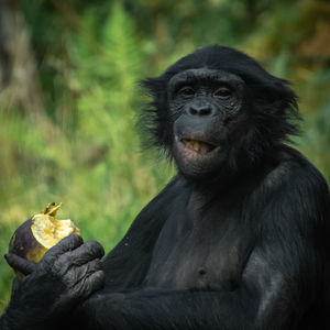 Close-up of black holding eating food in zoo