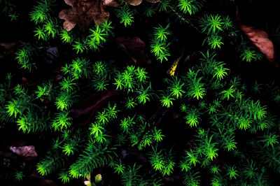 Close-up of plants at night