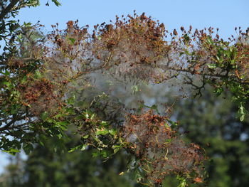 Low angle view of cherry tree against sky