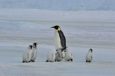 View of birds on beach