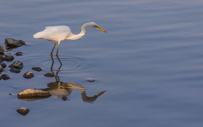 Bird in a lake