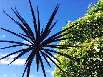 Low angle view of tree against clear sky