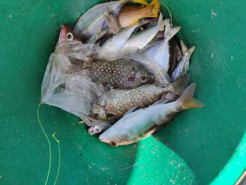 High angle view of fish