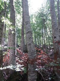 Low angle view of trees in forest