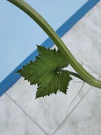 High angle view of plant against sky