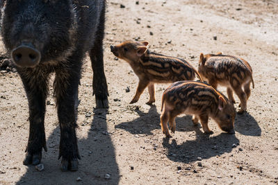 Side view of a wild boar