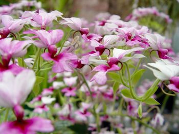 Close-up of pink flowers