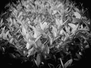 Close-up of flowers blooming outdoors