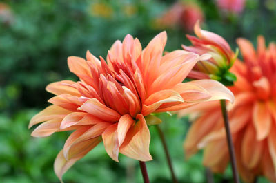 Close-up of flowers blooming outdoors