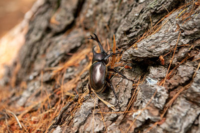 Close-up of insect