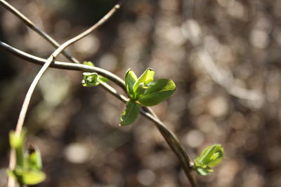 Close-up of plant