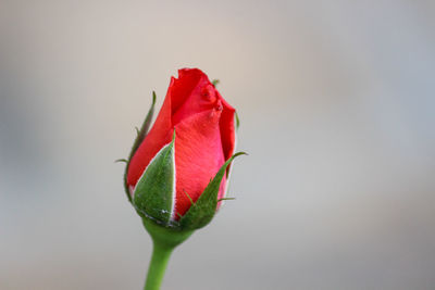 Close-up of rose bud