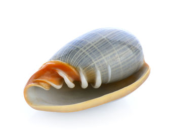 Close-up of seashell on white background