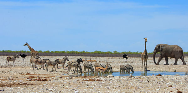 Group of african wildlife standing on field