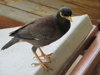 Close-up of myna perching on seat