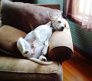 Close-up of dog lying on sofa at home