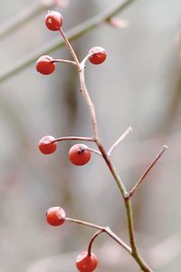 Bright red berries 