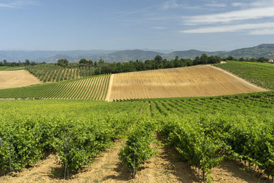 Scenic view of vineyard against sky