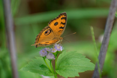 Close-up of butterfly pollinating on flower