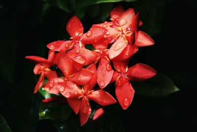 Close-up of wet red flowers blooming outdoors