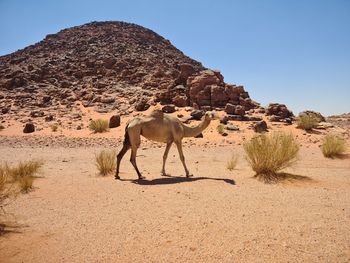 Camel standing on sand dune
