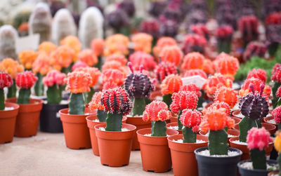 Close-up of potted plants at market stall