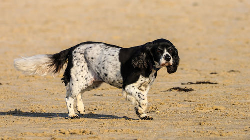 Full length of a dog running on sand