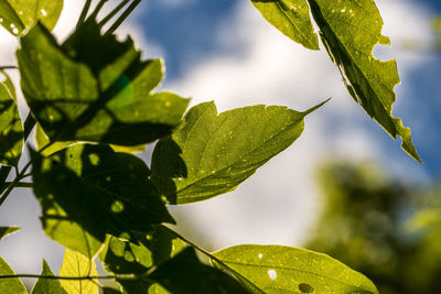 Low angle view of leaves against blurred background