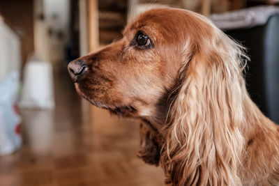 Close-up of dog looking away