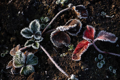 Close-up of frozen plant on field