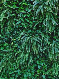 Full frame shot of ivy growing on tree