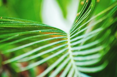 Close-up of palm leaves