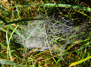 Close-up of grass