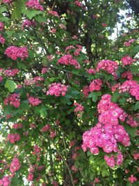 Close-up of pink flowers