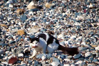 High angle view of cat on rock