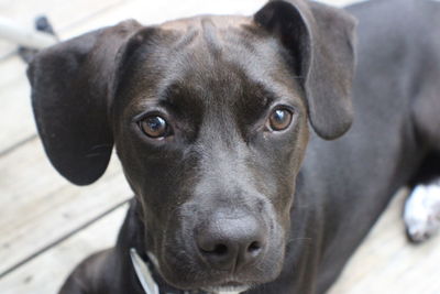 Close-up portrait of black dog