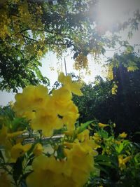 Yellow flowers growing on tree