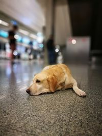 Close-up of dog lying on illuminated floor