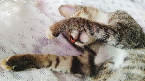 Close-up of cat sleeping