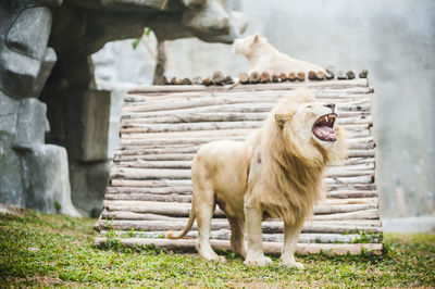 Lions at zoo