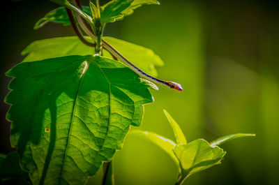 Close-up of insect on leaves