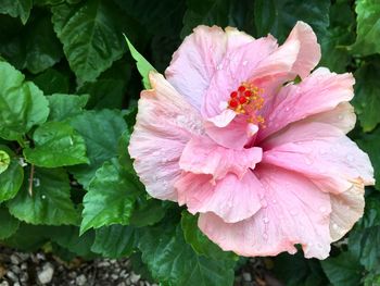 Close-up of wet pink flower