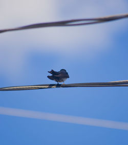 Low angle view of bird perching on cable against sky