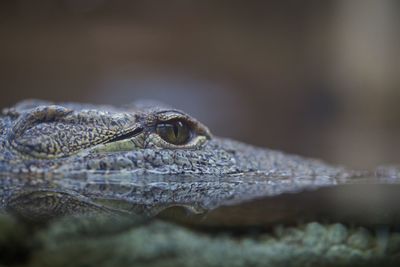 Close-up of a lizard