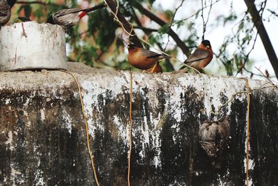 Close-up of birds perching on wood