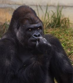 Close-up of chimpanzee