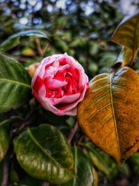 Close-up of rose plant